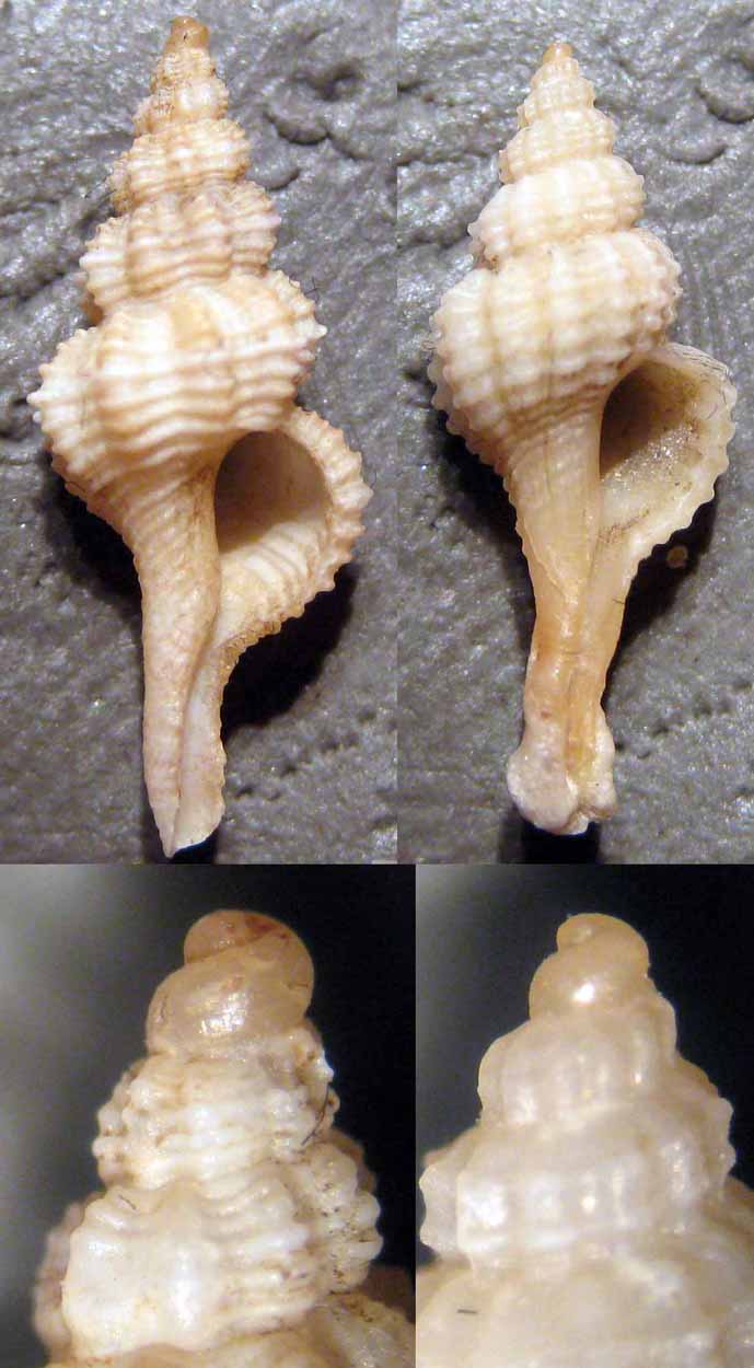 Fusinus Capo Linaro
